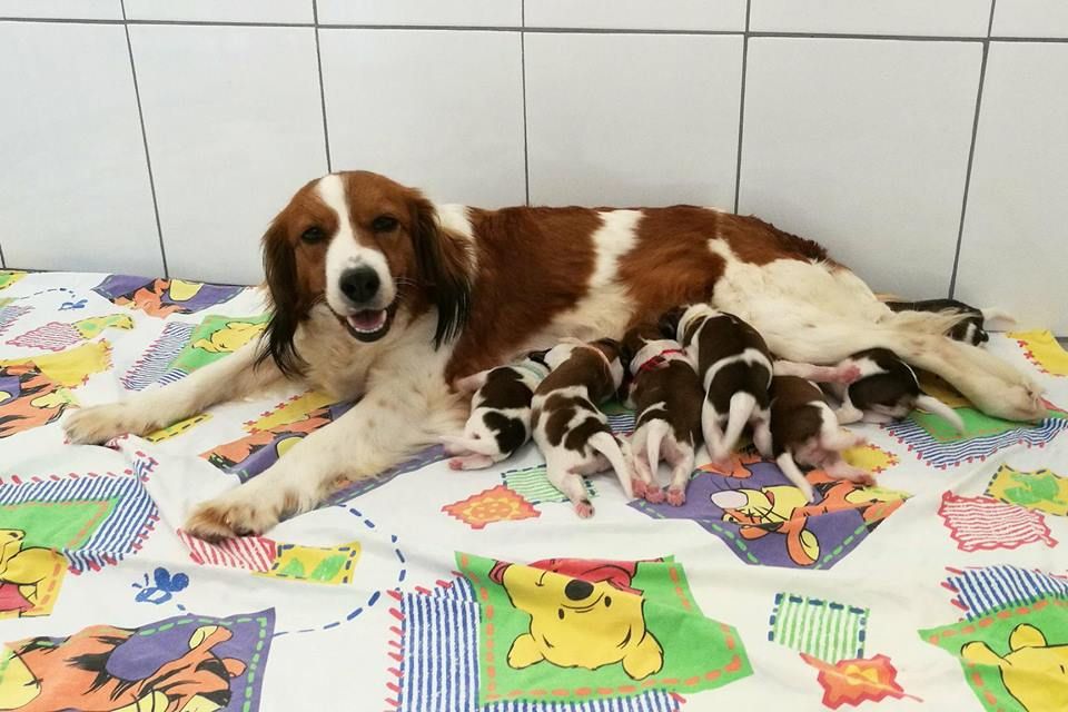 du triskel des elfes - Petit chien hollandais de chasse au gibier d'eau - Portée née le 11/05/2018