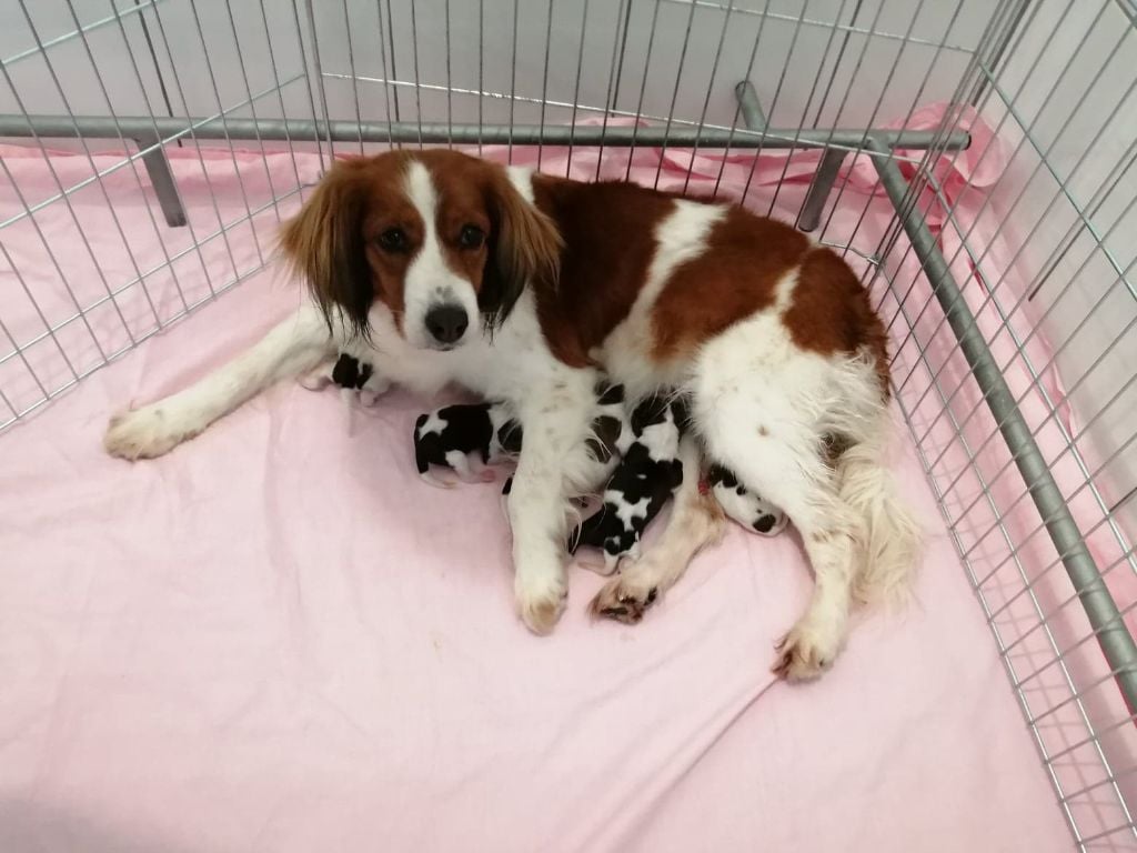 du triskel des elfes - Petit chien hollandais de chasse au gibier d'eau - Portée née le 24/03/2021