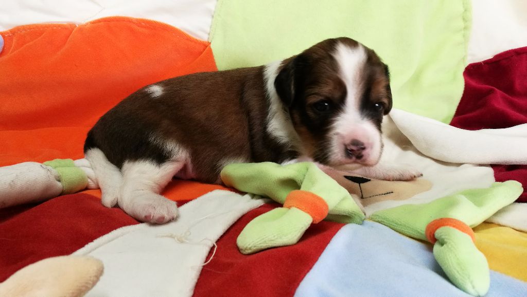 du triskel des elfes - Petit chien hollandais de chasse au gibier d'eau - Portée née le 15/03/2017