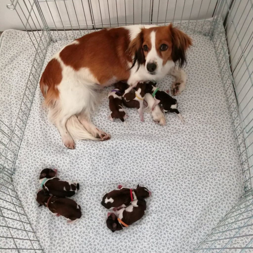 du triskel des elfes - Petit chien hollandais de chasse au gibier d'eau - Portée née le 02/04/2021