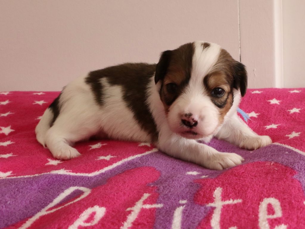 du triskel des elfes - Petit chien hollandais de chasse au gibier d'eau - Portée née le 24/07/2019