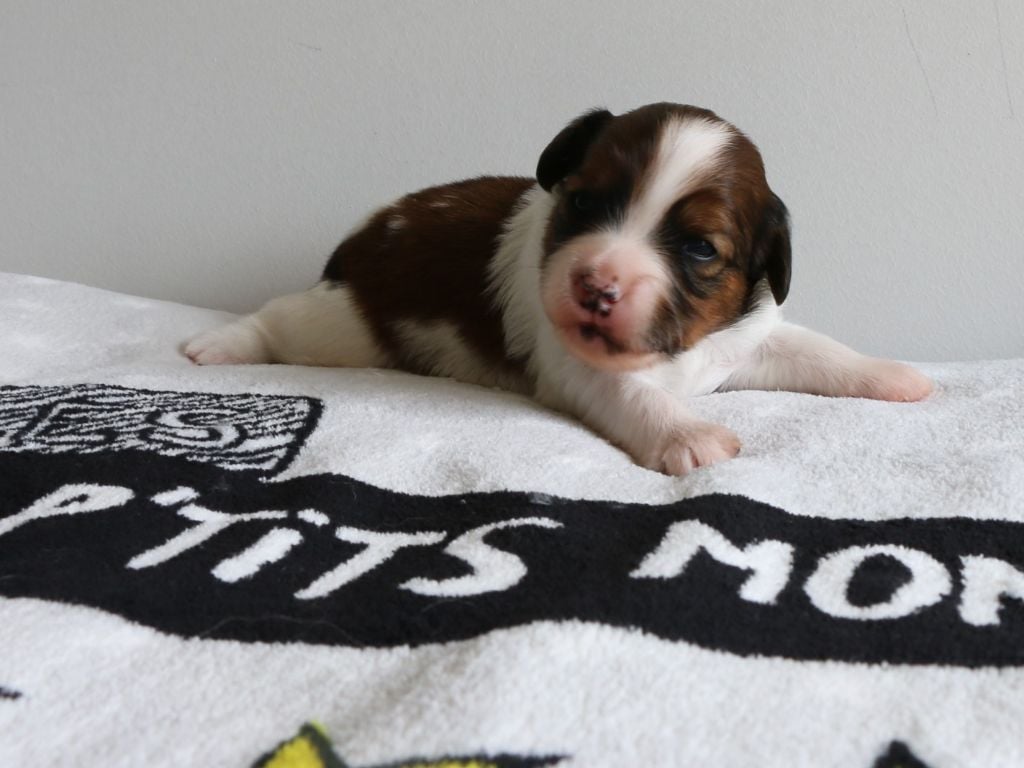 du triskel des elfes - Petit chien hollandais de chasse au gibier d'eau - Portée née le 27/07/2019