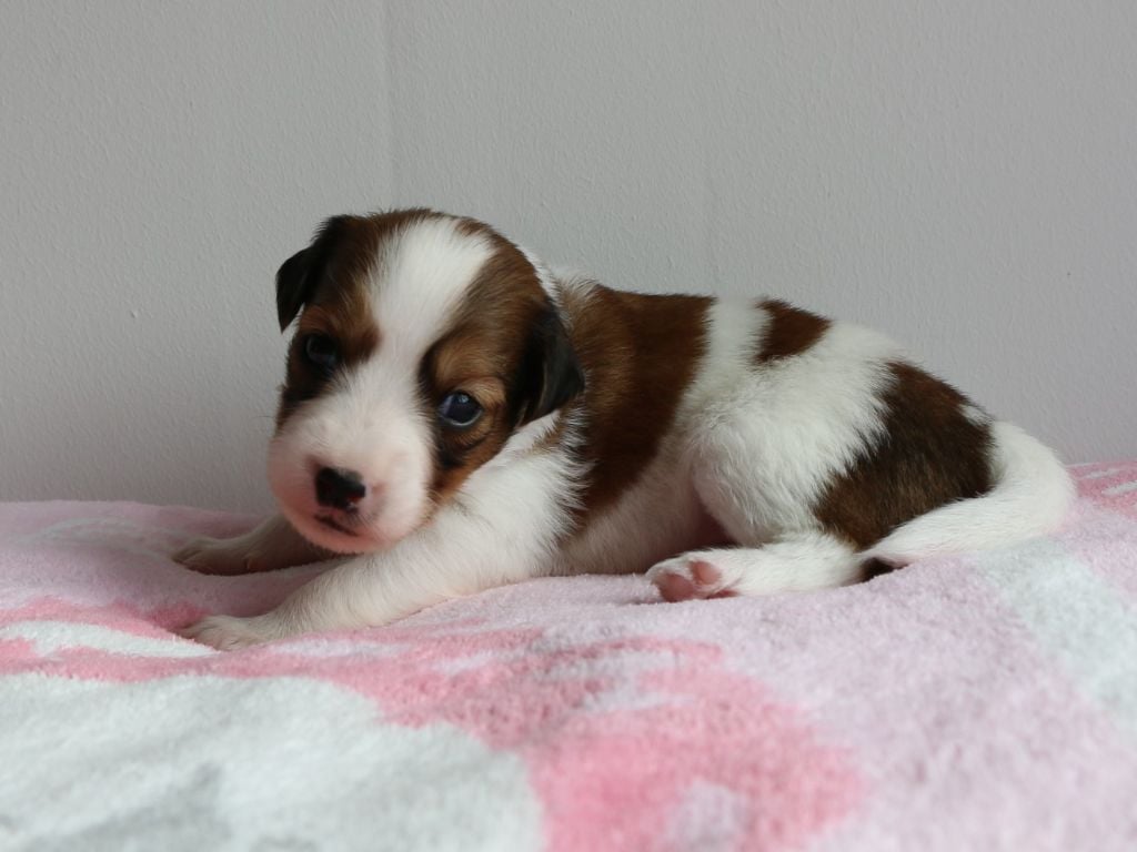 du triskel des elfes - Petit chien hollandais de chasse au gibier d'eau - Portée née le 23/07/2019