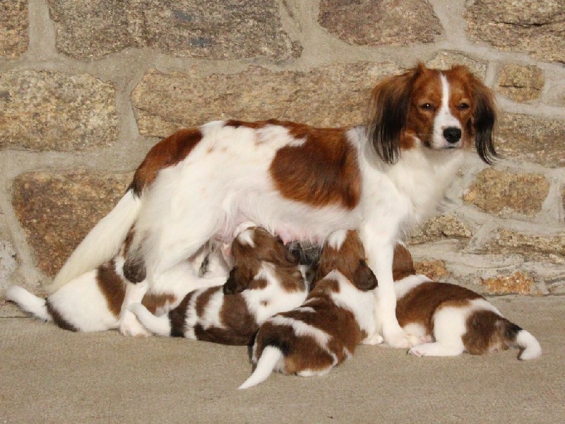 du triskel des elfes - Petit chien hollandais de chasse au gibier d'eau - Portée née le 27/10/2014