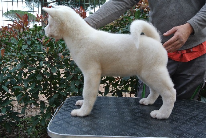 Caneden - Chiots Akita fils du champion du monde et de la championne de France