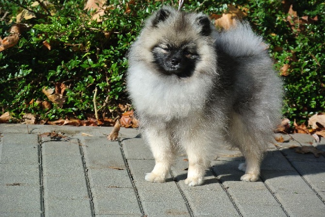 Caneden - Notre petit spitz gris-loup JACKSON 