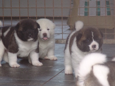 Caneden - Chiots Akitas Américains fils du Champion du monde LOGAN