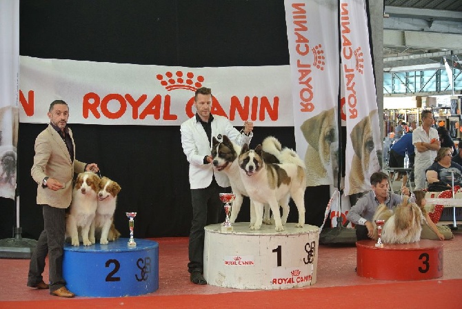 Caneden - Double victoire de notre couple d'Akitas Américains 