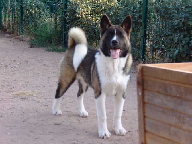 Chiots AKITAS AMERICAINS disponibles