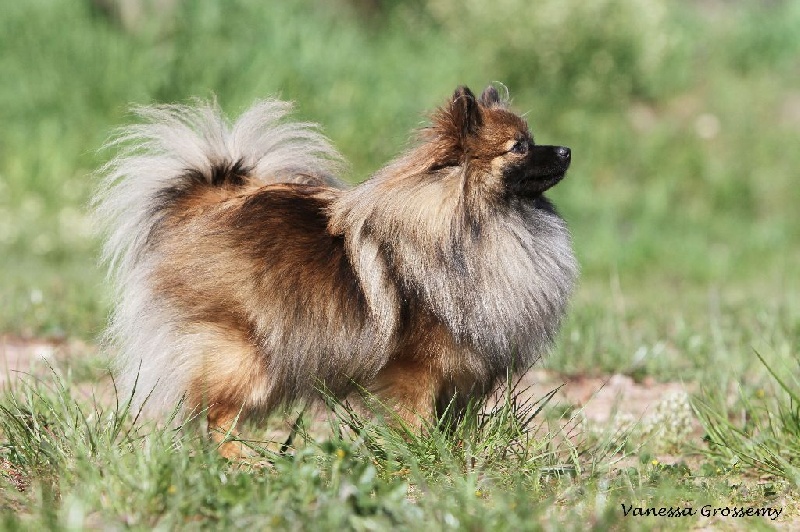 Caneden - Spitz allemand - Portée née le 29/06/2014