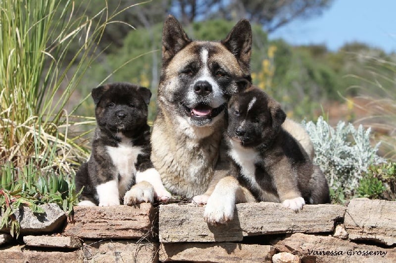 Chiot Akita americain Caneden