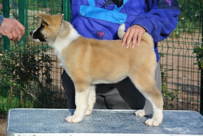 Caneden - Chiots disponibles - Akita americain