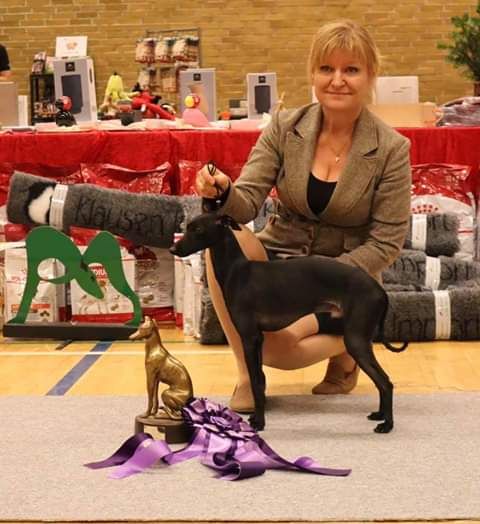 orion's - ITALIAN GREYHOUND of YEAR DANISH SIGHTHOUND CLUB 2019 !!!!!!