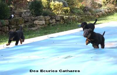 des écuries cathares - Vidéos des chiots à 35 jours.