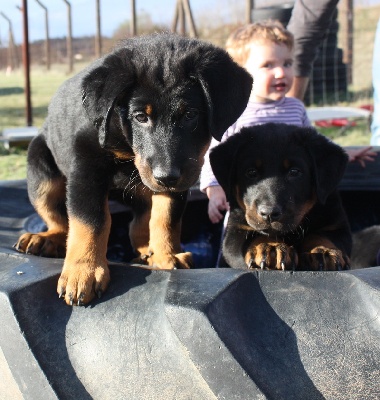 des écuries cathares - Photos des chiots de 44 jour à 48 jous.