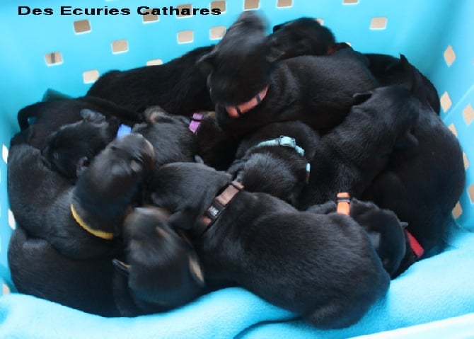 des écuries cathares - Résultats des chiots de Faustine des écuries cathares