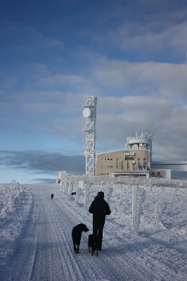 des écuries cathares - La meute au Pic de Nore, dans la Montagne Noire.