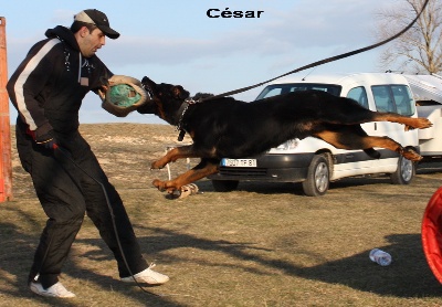 des écuries cathares - CESAR AU MORDANT, ça déménage!