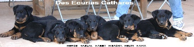 des écuries cathares - Dernières photos des chiots avant leur départ