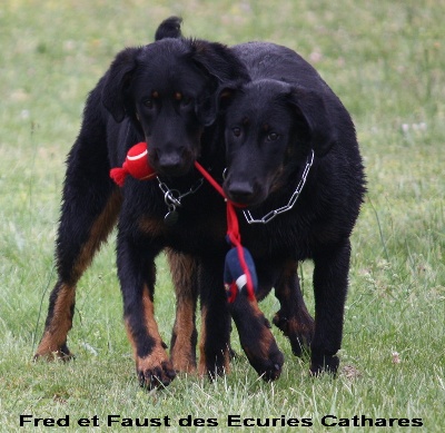 des écuries cathares - 1er mariage pour Fred et Faust