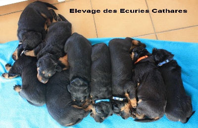 des écuries cathares - Les bébés ont trois semaines...