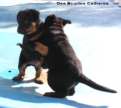 des écuries cathares - Photos des chiots à 35 jours