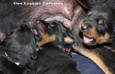 des écuries cathares - Les chiots 12 jours.