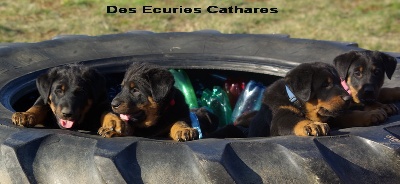 des écuries cathares - 1ère sortie au club pour les chiots