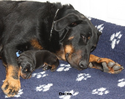 des écuries cathares - Photos des chiots de Delta et césar.