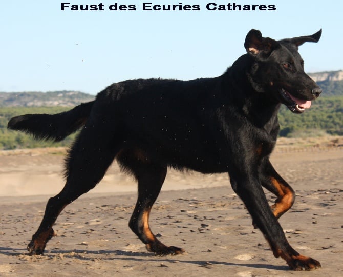 des écuries cathares - Naissance des 8 chiots de Faust et Jaeger.