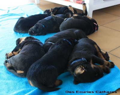 des écuries cathares - Encore quelques photos des chiots à leur 20 ème jour