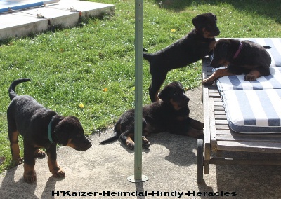 des écuries cathares - Dernières photos des chiots avant leur départ.