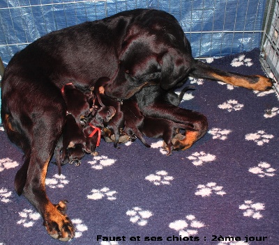 des écuries cathares - 12 chiots sont nés à l'élevage