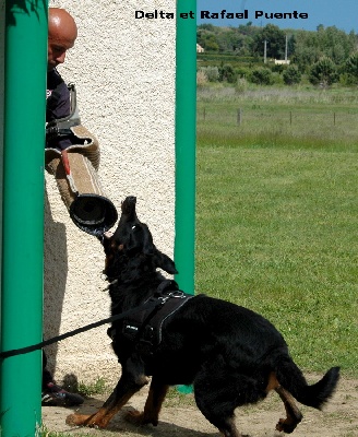 des écuries cathares - Entrainement RCI au SCPC Bages