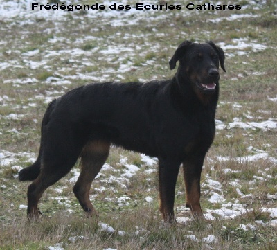 des écuries cathares - Les écuries cathares cet hiver.