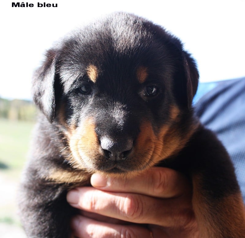 des écuries cathares - Chiots disponibles - Berger de Beauce