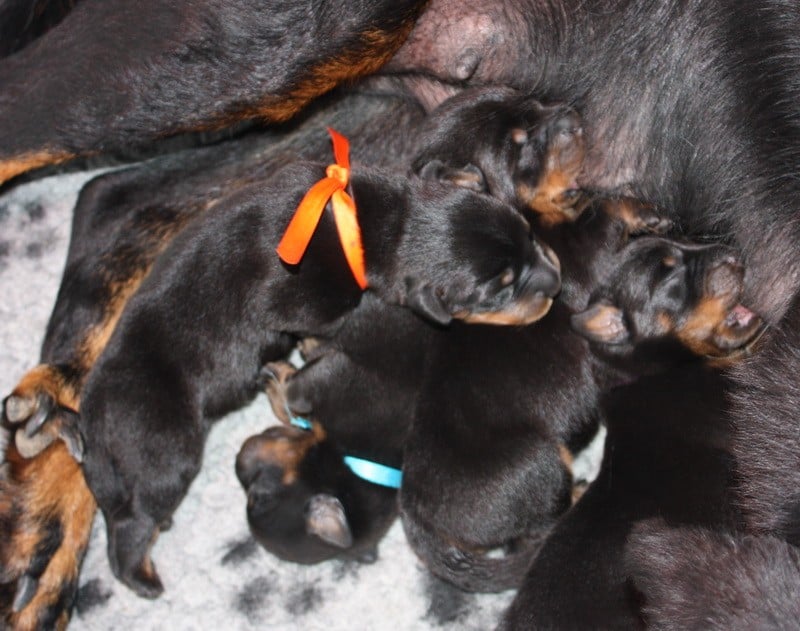 Chiot Berger de Beauce des écuries cathares