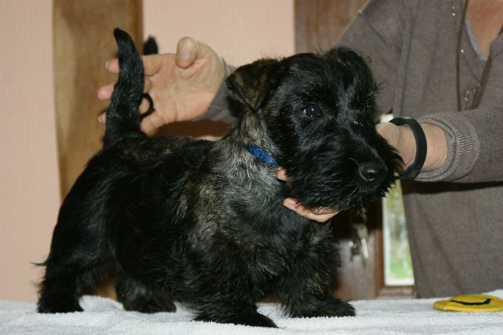 du clos barnabé - Chiots disponibles - Scottish Terrier