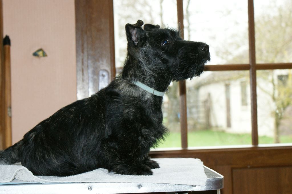 du clos barnabé - Chiots disponibles - Scottish Terrier