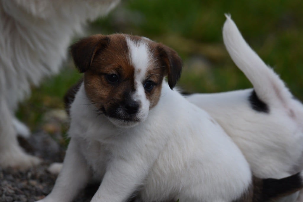 Du Mas Ensoleillé - Chiots disponibles - Jack Russell Terrier