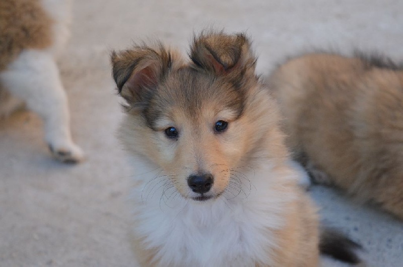 du Bois d'Entre les Mondes - Shetland Sheepdog - Portée née le 26/06/2016