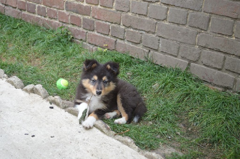 du Bois d'Entre les Mondes - Shetland Sheepdog - Portée née le 20/05/2015