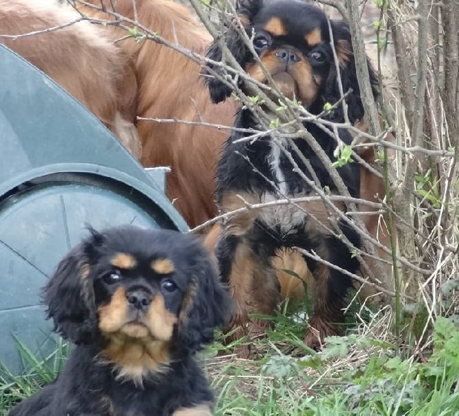 des Greves du Marloux - King Charles et Cavalier King Charles