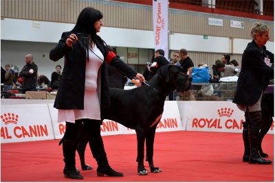 du domaine de Gauvin - Résultat Expo San Remo 