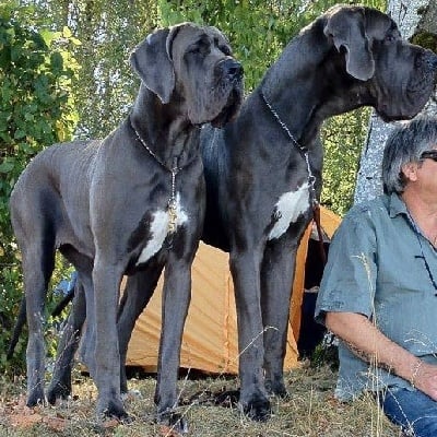 du domaine de Gauvin - Résultats Exposition Périgueux CACIB