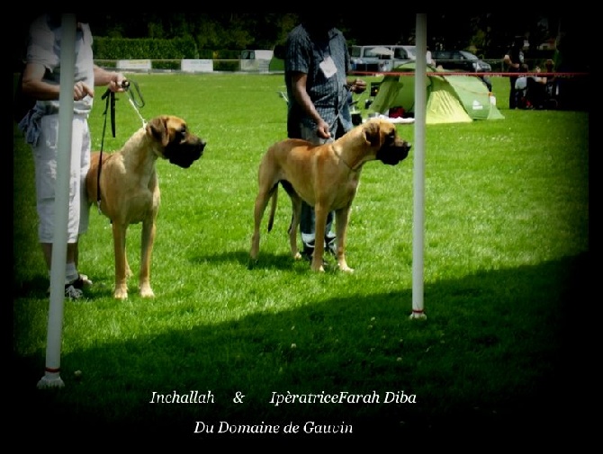 du domaine de Gauvin - Résultats Expo Doudeville 