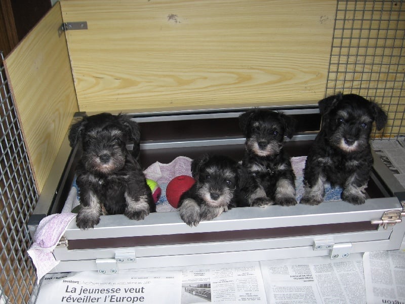 De Pyravica - Schnauzer miniature - Portée née le 16/08/2008