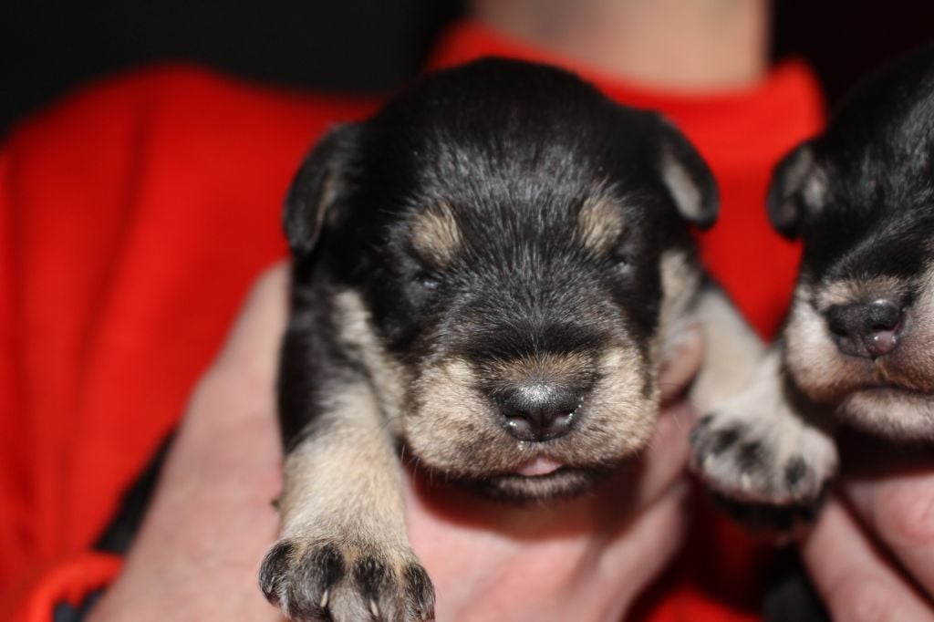 De Pyravica - Schnauzer miniature - Portée née le 27/02/2017