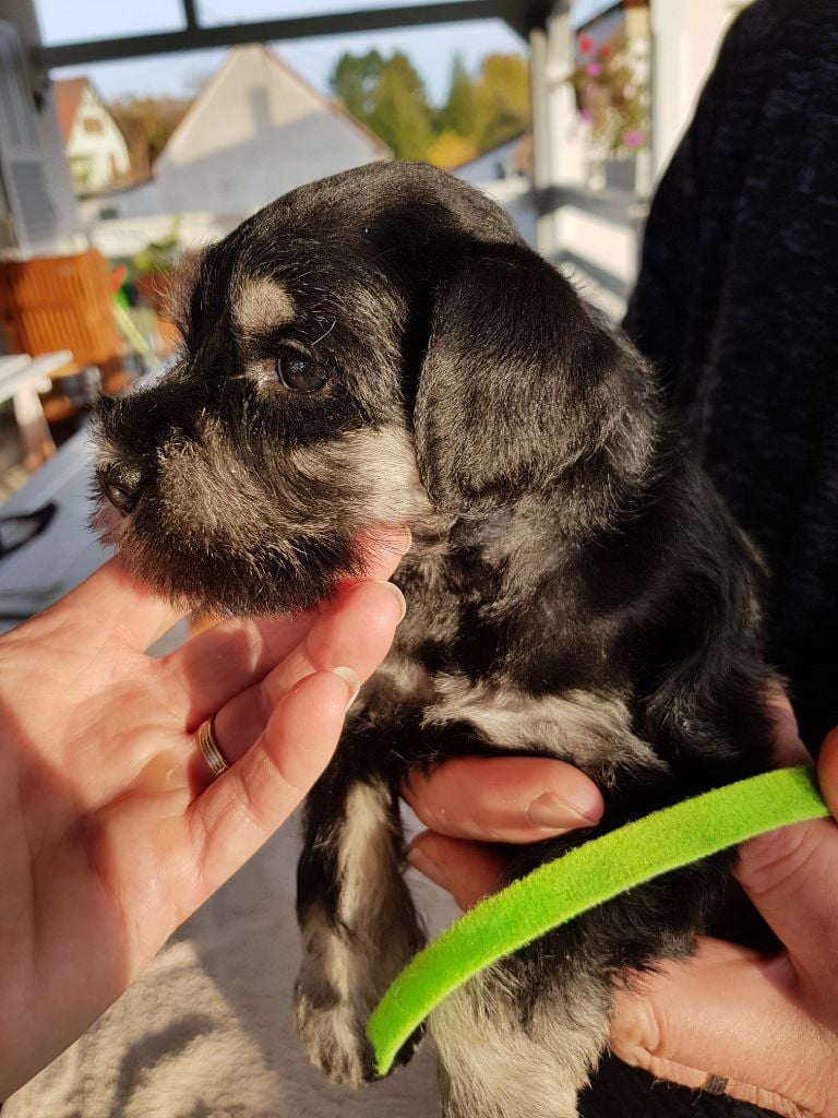 De Pyravica - Schnauzer miniature - Portée née le 14/09/2018