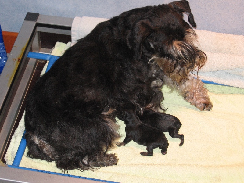 De Pyravica - Schnauzer miniature - Portée née le 18/09/2006